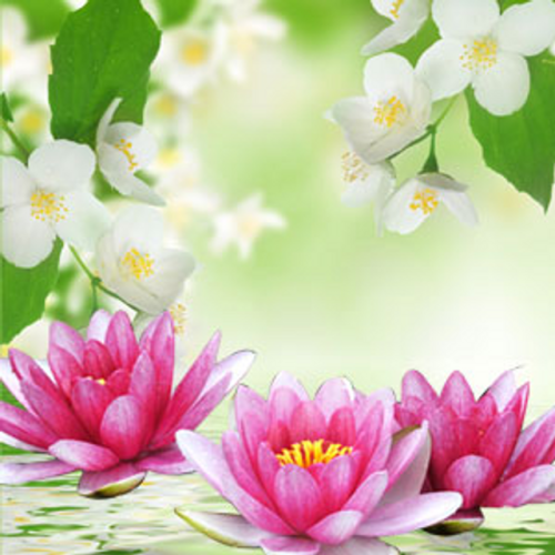 Лилия и жасмин, ароматическое масло Water Lily and Jasmine Отдушки