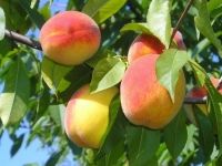 Персик, фруктовая пудра сухая