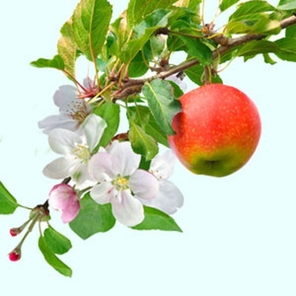 Яблоневый сад, ароматическое масло Apple Orchard Отдушки