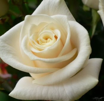 Роза белая, отдушка Отдушки