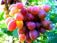 Виноград, фруктовая пудра сухая