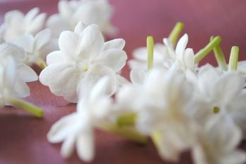 Орхидея и жасмин, отдушка Отдушки