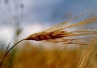 Зародышей пшеницы, масло нерафинированное холодного прессования