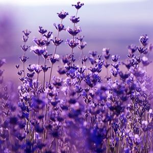 Лаванды цветки, ароматическое масло Lavender Flowers