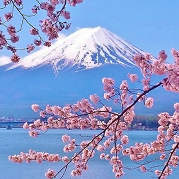 Цветущая японская вишня, ароматическое масло Japanese Cherry Blossom Отдушки