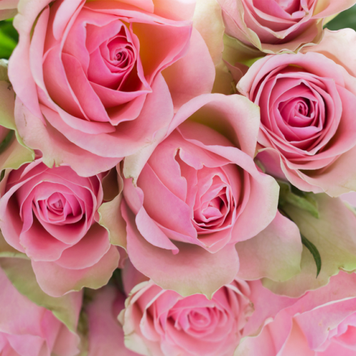 Розы свежесрезанные, ароматическое масло Fresh Cut Roses Отдушки