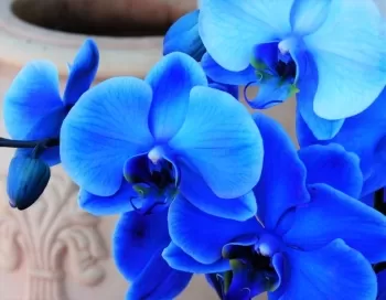 Голубая орхидея и кашемир, отдушка Отдушки