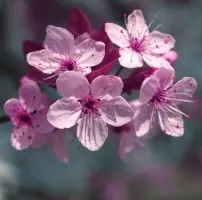 Гранат и вишневый цветок, отдушка Отдушки